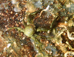 Pisidia