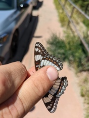 Limenitis weidemeyerii