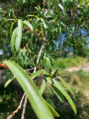 Sapium haematospermum