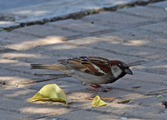 Passer domesticus