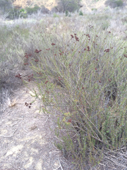 Eriogonum fasciculatum