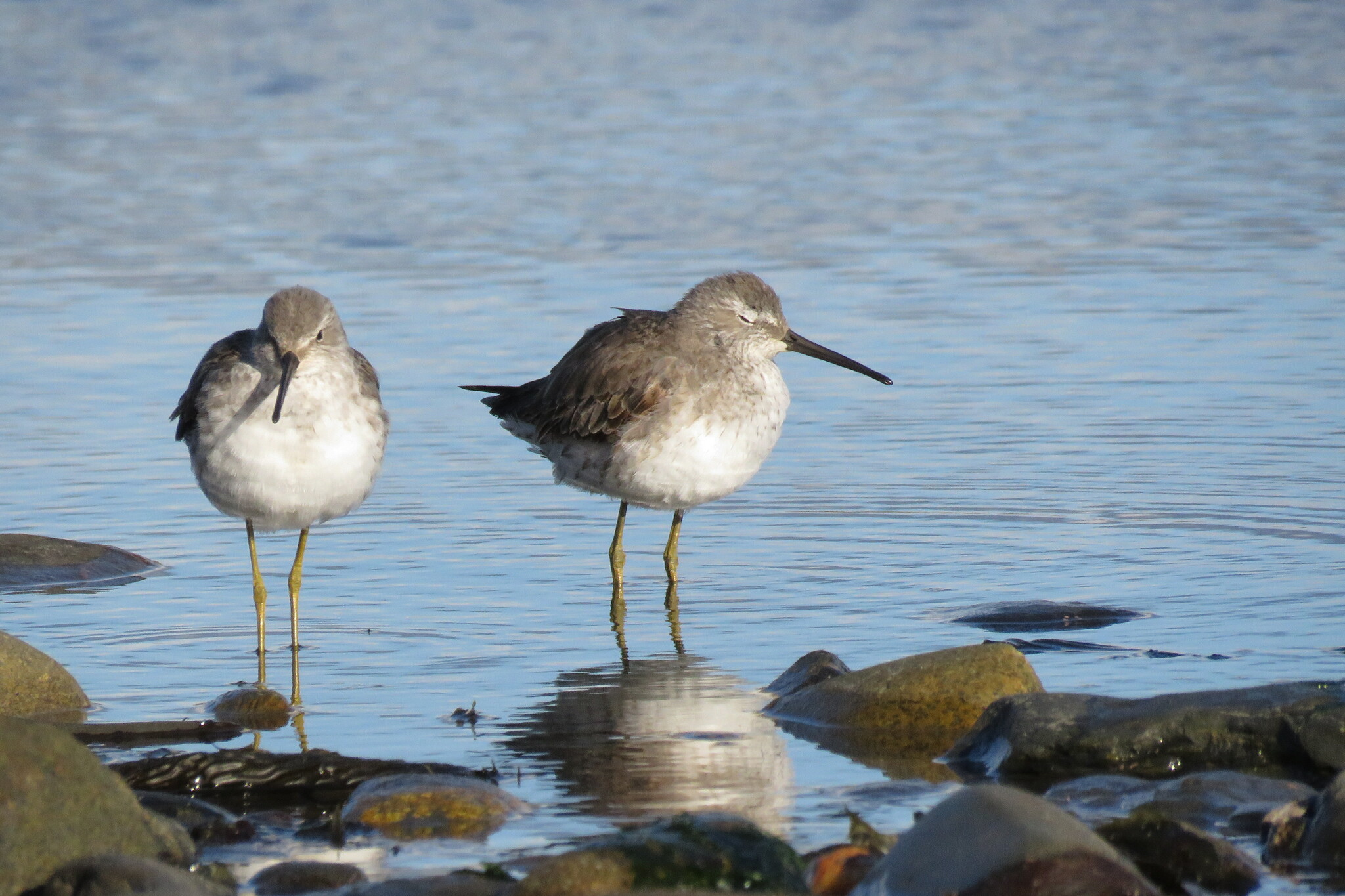 Stilt Sandpiper