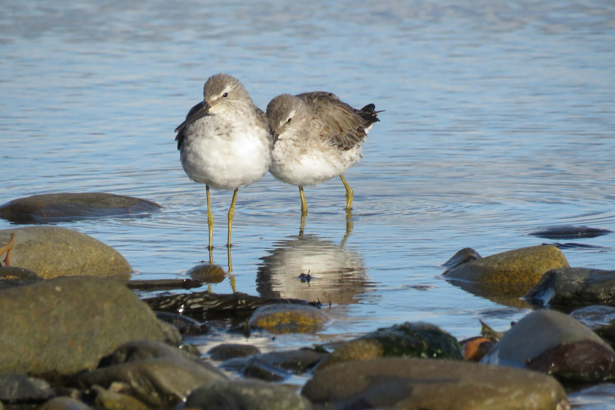 Stilt Sandpiper