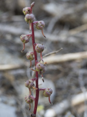 Pyrola crypta