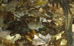 Clethrionomys gapperi