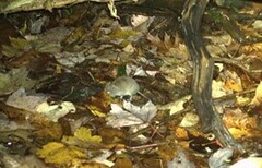 Clethrionomys gapperi