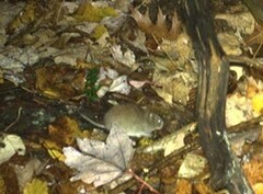 Clethrionomys gapperi