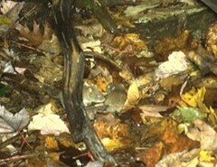 Clethrionomys gapperi