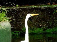 Ardea alba
