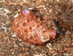 Pyura dura