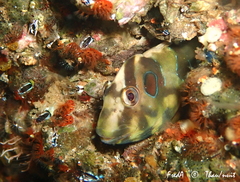 Salaria pavo