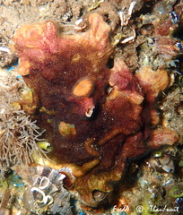 Schizoporella errata