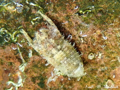 Sphaeromatidae