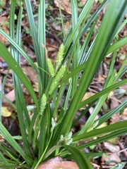Carex fascicularis