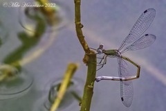 Lestes forficula