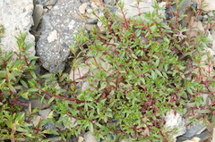 Epilobium hohuanense