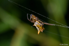 Micrathena gaujoni