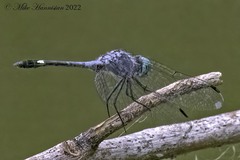 Micrathyria aequalis