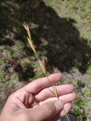 Bromus catharticus