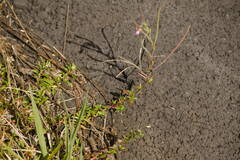 Epilobium billardiereanum