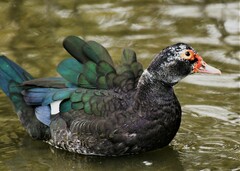Cairina moschata domestica