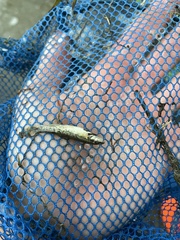 Rhinichthys cataractae