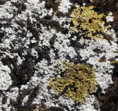 Lepraria subalbicans