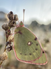 Colias poliographus