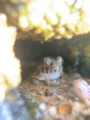 Fejervarya kawamurai
