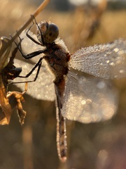 Sympetrum frequens