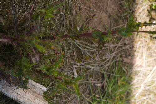Sonchus asper, 2022-10-25