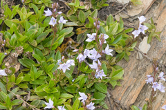 Veronica morrisonicola