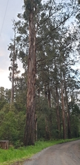 Eucalyptus regnans