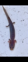Gyrinophilus porphyriticus