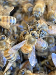 Apis mellifera