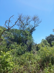 Cecropia pachystachya