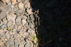 Cerastium glomeratum