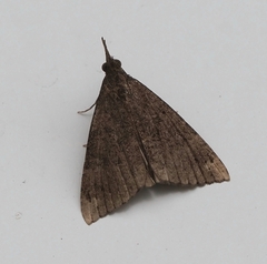 Hypena obsitalis