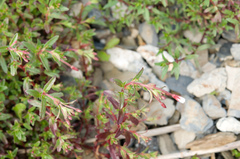 Epilobium hohuanense