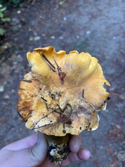 Cantharellus