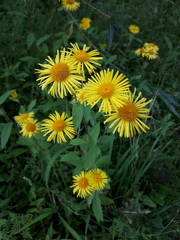 Inula japonica