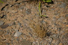 Festuca myuros