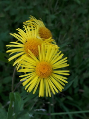 Inula japonica