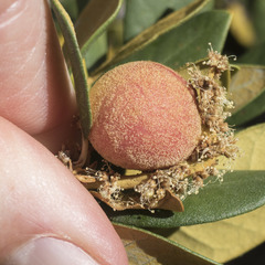Dryocosmus castanopsidis