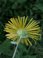 Inula japonica