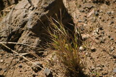 Festuca myuros