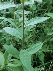 Inula japonica