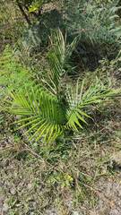 Dypsis lutescens