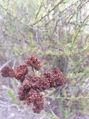 Eriogonum fasciculatum