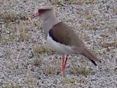 Vanellus resplendens